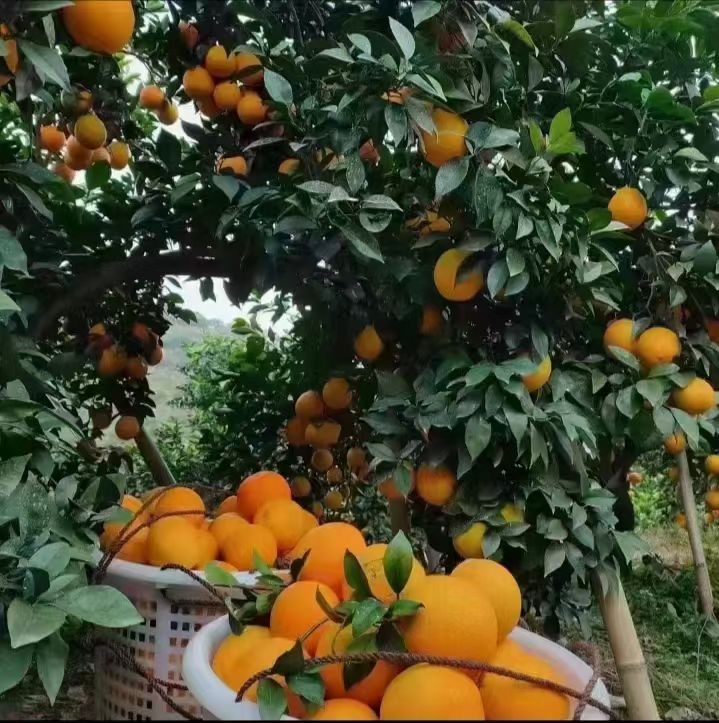江西赣南脐橙零售批发 2
