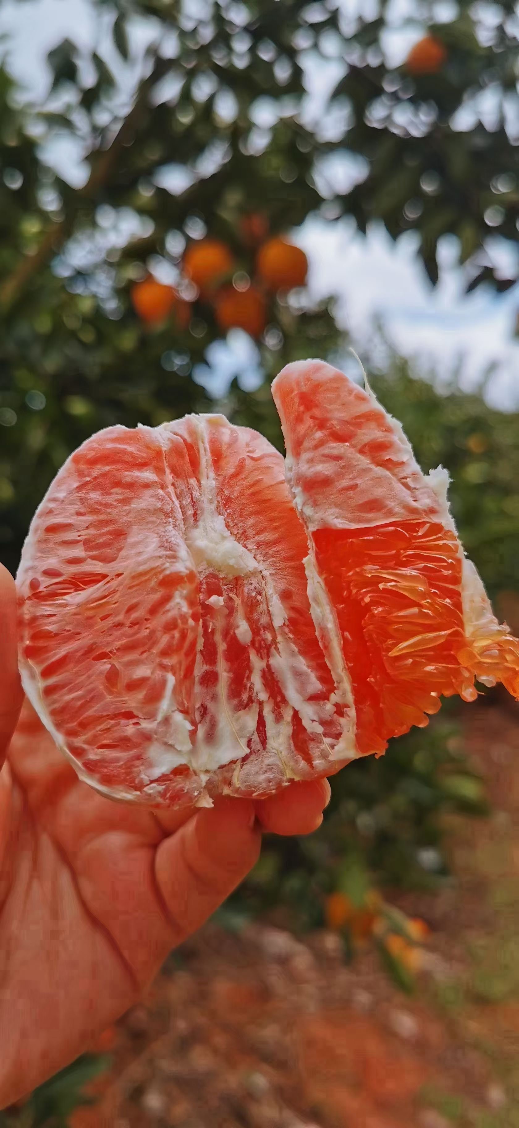 江西赣南脐橙零售批发 4